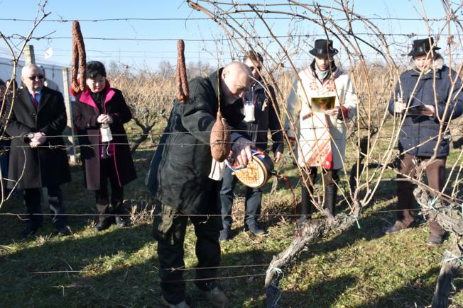vincekovo, Sveti Vinko , blagdan sv. Vinka, Vinceška