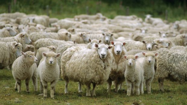 HBŽ, životinje, zaraza