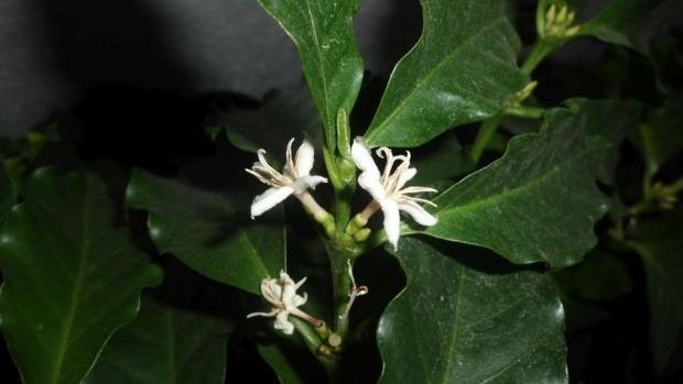 stabljika kave, drvo kave, roško polje