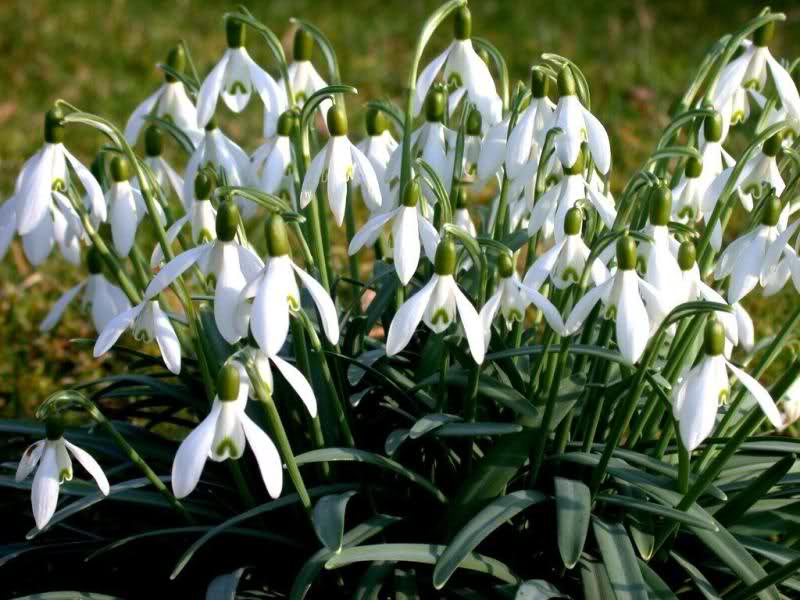 visibaba, botanički vrt, festival visibaba