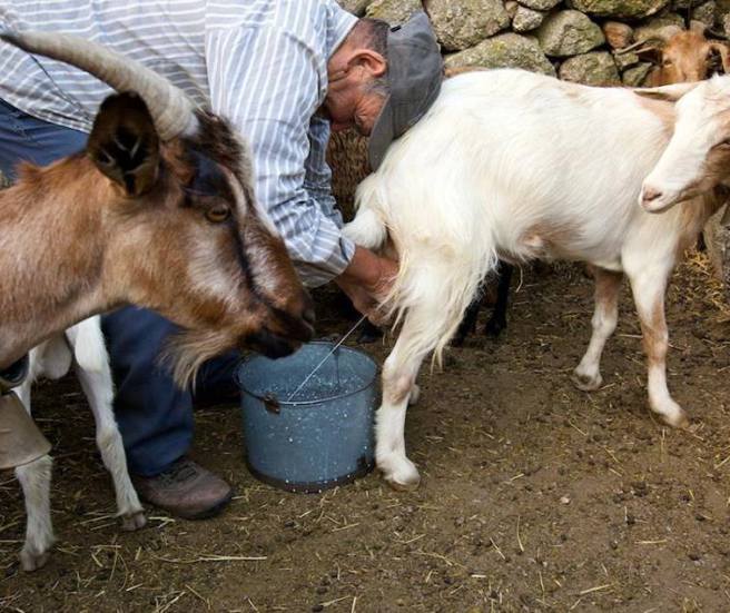 Hercegovina, mlijeko, koze, kozje mlijeko