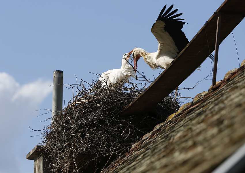 klepetan, malena, trenutak istine, klepetan, malena, klepetan, malena, klepetan, malena, malena, klepetan, klepetan, malena, rode, klepetan, malena, Stjepan Vokić, klepetan, malena