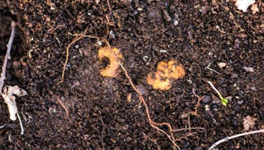 tartuf, Brotnjo, služanj