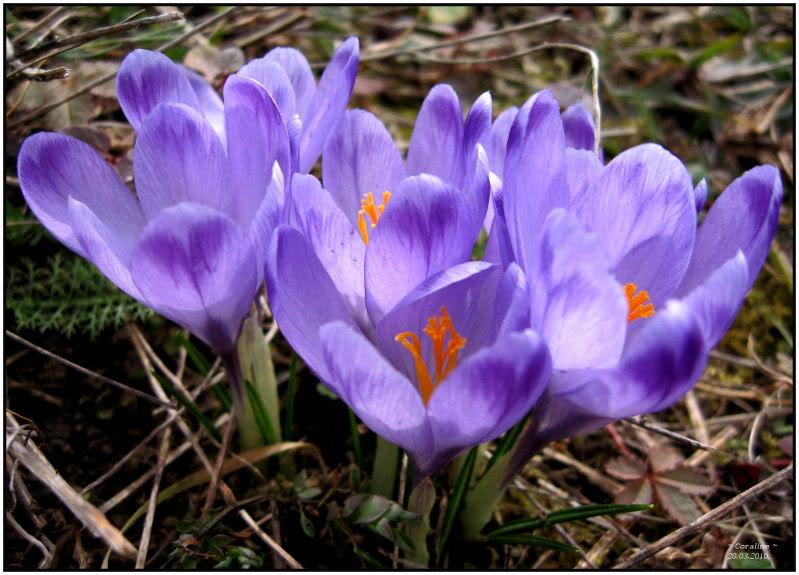 Šafran, pučka medicina, biljka, ljekovita biljka, prirodni analgetik, antidepresant