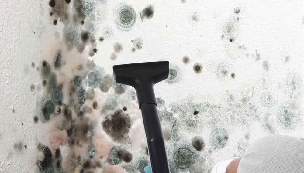 plijesan, gljivice, plijesan, uklanjanje, plijesan, dom, prirodno sredstvo, čišćenje