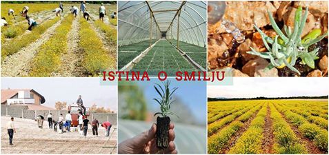 smilje, Hercegovina, istina