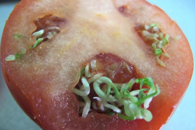 rajčica, proizvodnja rajčica, GMO hrana, nesezonska hrana, Tomislavgrad, GMO hrana