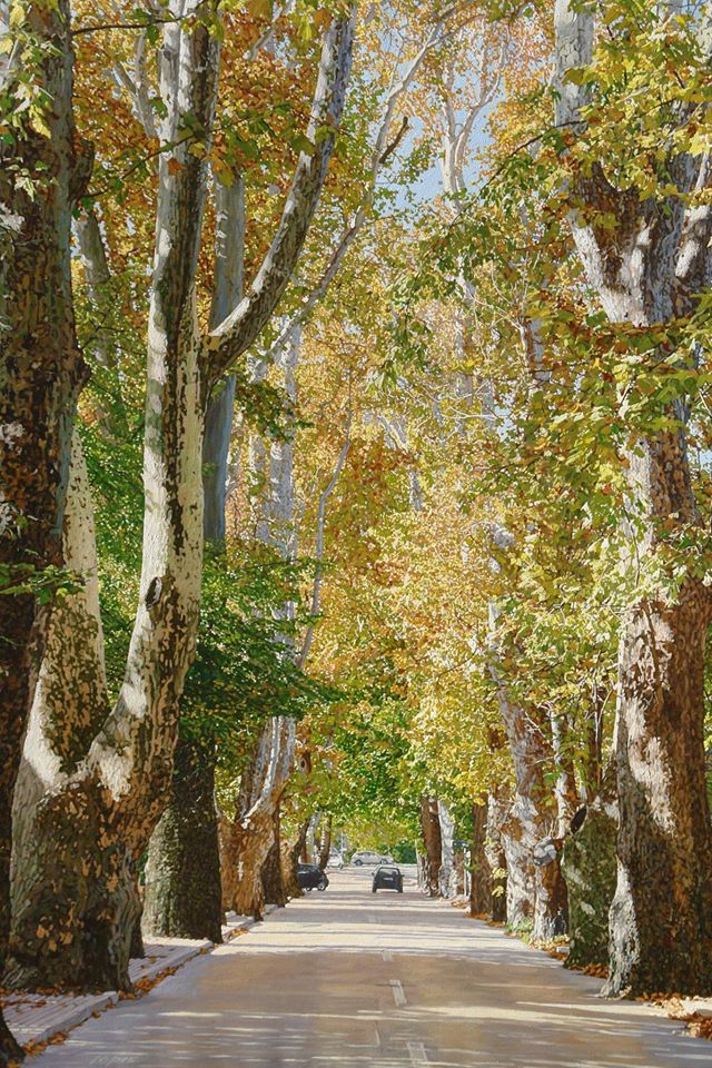 Marin Topić, platani