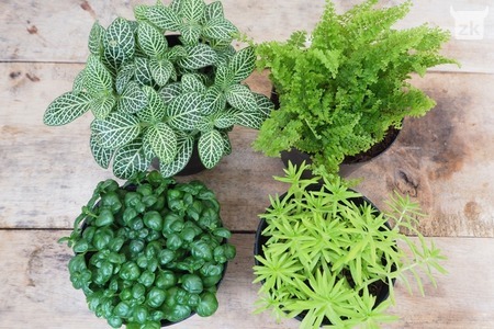 biljke, zrak, kuća, trik, biljke, ljeto