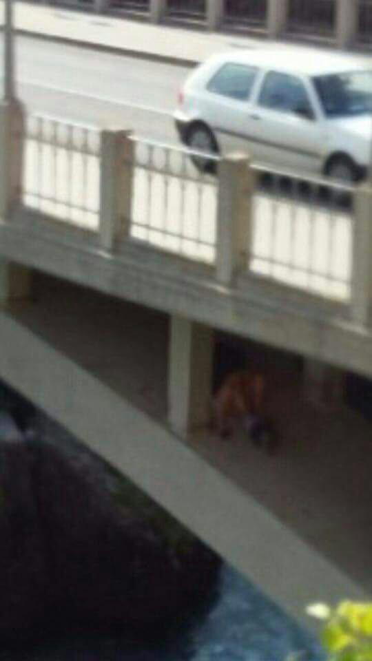 Mostar: Seksali se usred bijela dana ispod mosta