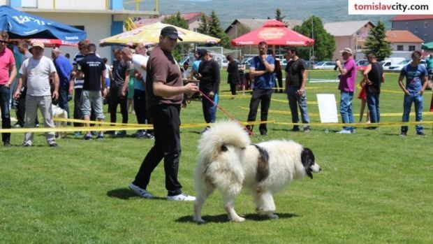 Tomislavgrad, pastirski pas tornjak, Ban Sokol 