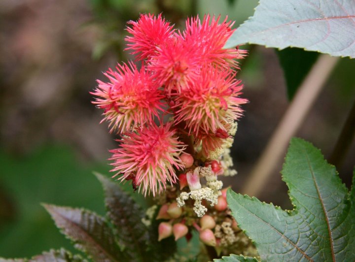 ljekovito bilje, Ljekovito ulje, Ljekovito djelovanje