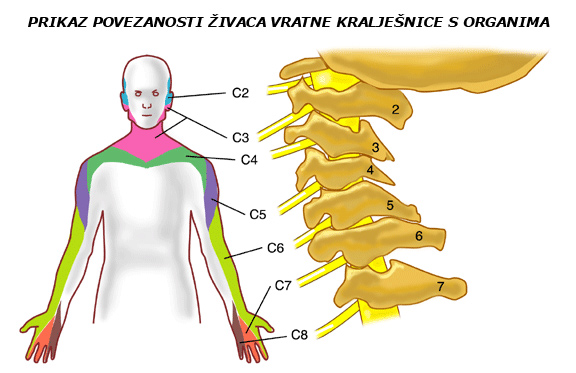Vratna kralješnica , Cervikalna radikulopatija, oštećenje korijena živca, cervikalna kralježnica, Vratna kralješnica , terapija kralježnice, ozljeda vratne kralježnice, Problem s vratnom kralježnicom, vrat, boli u vratu, Cervikalna spondiloza, Cervikalni sindrom, cervikalna kralježnica, Cervikobrahijalni sindrom 