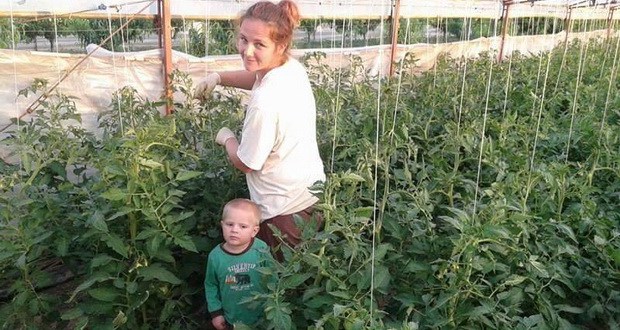 hercegovka, poljoprivreda