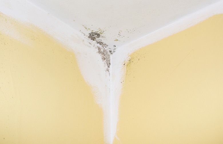 gljivice, zid, sredstva za čišćenje