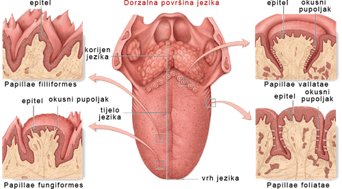 Geografski jezik, Lezije