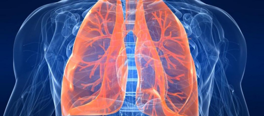 pluća