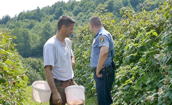 maline, krađa navika