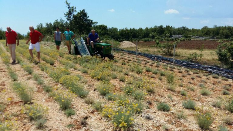 smilje, ubrano smilje, stroj, Grude, Hercegovina