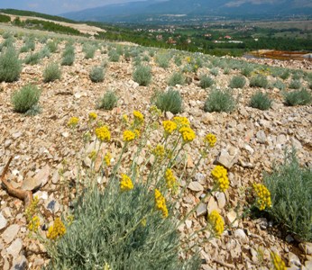 smilje, ulje, smilje, Hercegovina, Tomislavgrad, smilje, smilje, Hercegovina, smilje, Hercegovina, smilje, Hercegovina, ulje, smilje, cijena, smilje, sadnja, smilje, Hercegovina, smilje, poziv, Mostar, smilje, žetva, smilje, Hercegovina, smilje, berba, smilje, ŽZH, smilje, ubrano smilje, cijena, Istočna Hercegovina, smilje, zaplijenjeno smilje, ubrano smilje, smilje, žetva, Hercegovina, smilje, Čapljina, smilje, ubrano smilje, smilje, Hercegovina, smilje, svjetski brand , Hercegovina, smilje, smilje, niske temperature, šteta, smilje, ubrano smilje, Hercegovina, smilje, zaplijenjeno smilje, ubrano smilje, Buna kod Mostara, smilje, Hercegovina, smilje, ubrano smilje, smilje, ubrano smilje, smilje, cijena, smilje, hercegovačko smilje, ubrano smilje, sastanak, smilje, ubrano smilje