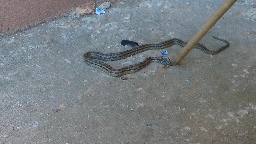 zmija, Vlada HNŽ, zmija, serum