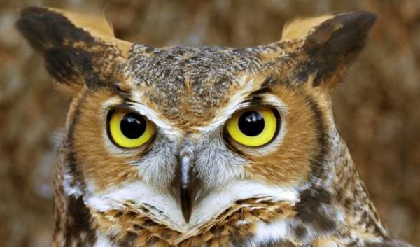 katica kiš, mlada sova  