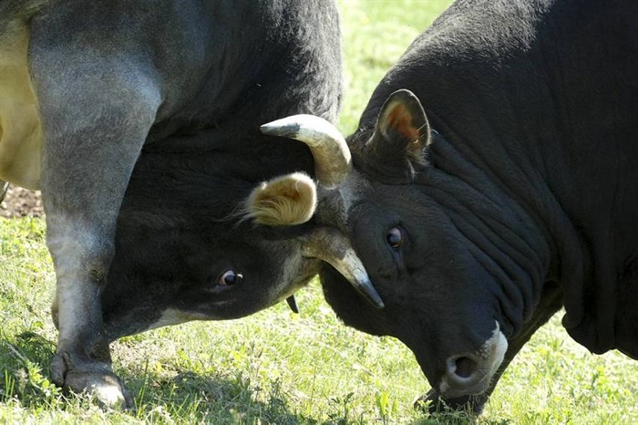 bikovi, Četvero ozlijeđenih, auto kamp