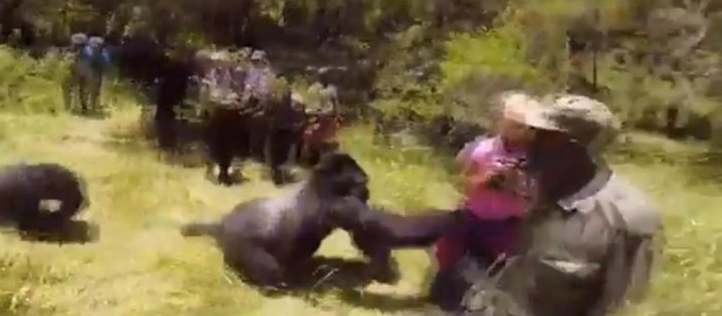 ruanda gorila napad