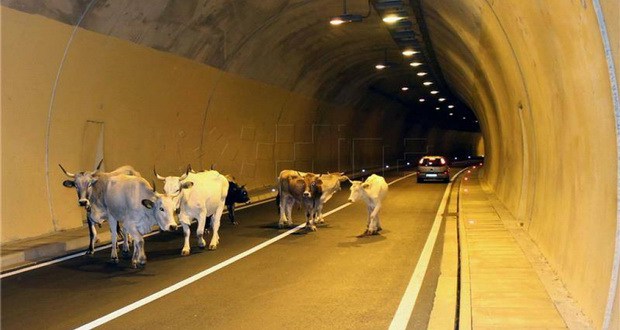 stado, krave, tunel, Makarska