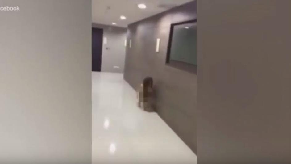 gola ljubavnica, Broj ljubavnica