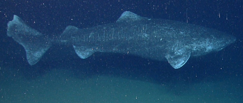 morski psi, znanstvenici