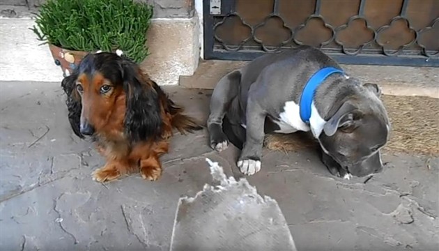 snimka, psi, cipela , vlasnik