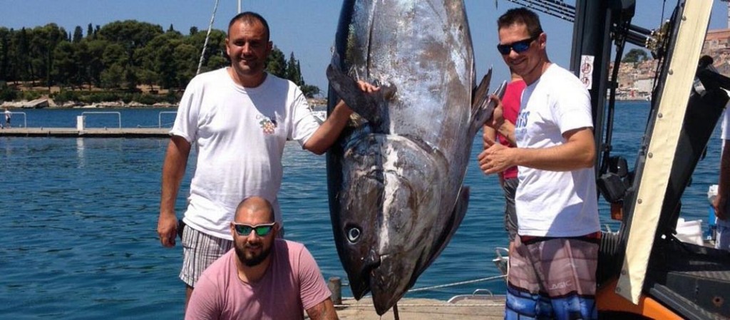 riba tuna