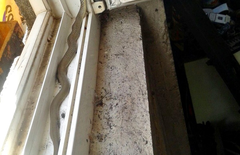 zmija, strah od zmija, kuća, prozor