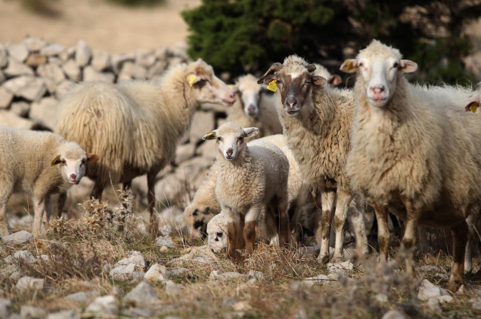 banke, Provizije banke, krediti