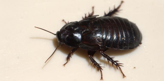 trik, žohari , pauk