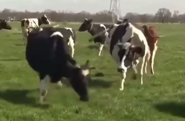 krave, trava, veselje
