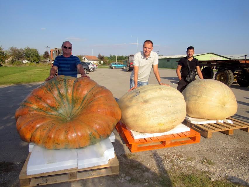 sjemenke bundeve, Tovarnik, rakija, pekmez
