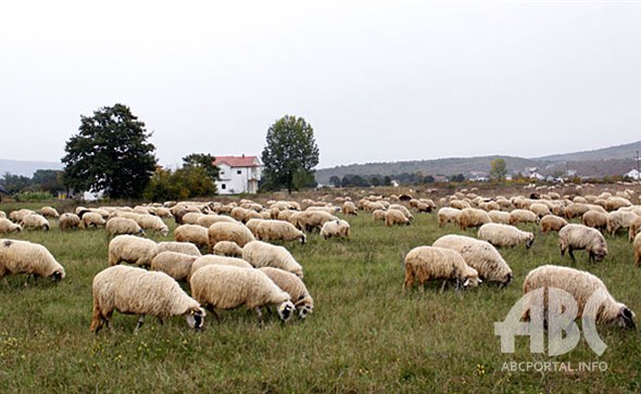 stado, ovce, meso