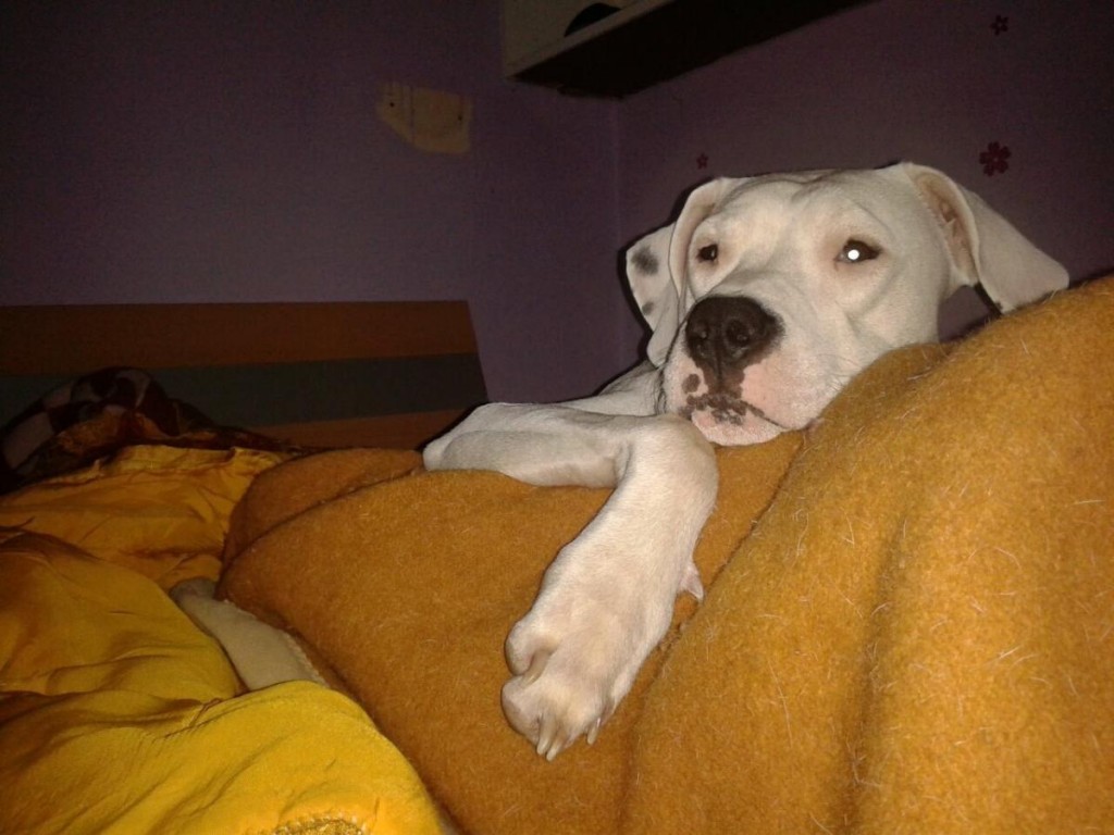 Pas, trovanje, vapaj