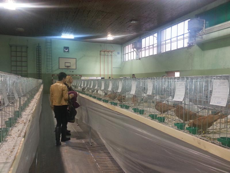 Columba, Ljubuški, Izložba