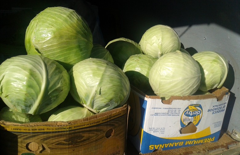 kupus, Čapljina, krađa navika, kupus