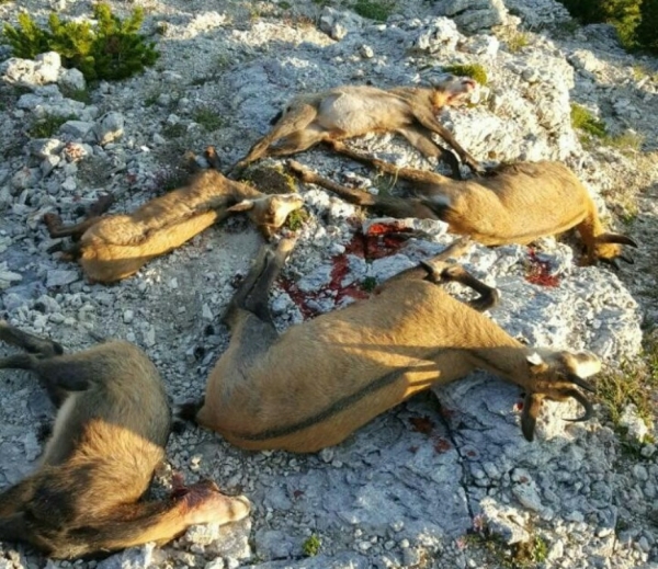 krivolovci, Tomislavgrad