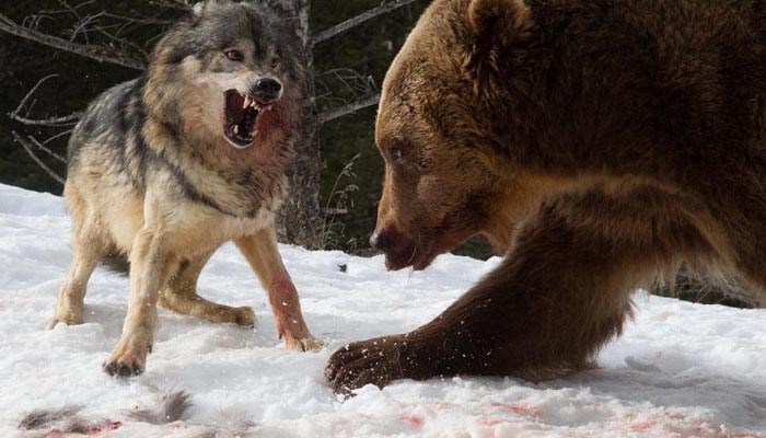 medvjed i vukovi