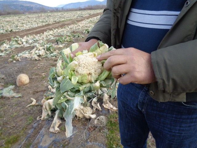 poljoprivreda, štete, milijunske štete, Dolina Neretve