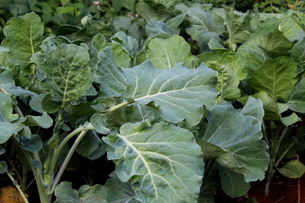 raštika, velimir raspudić, recepti naših baka, raštika, jela od raštike, raštika, raštika, raštika, namirnice