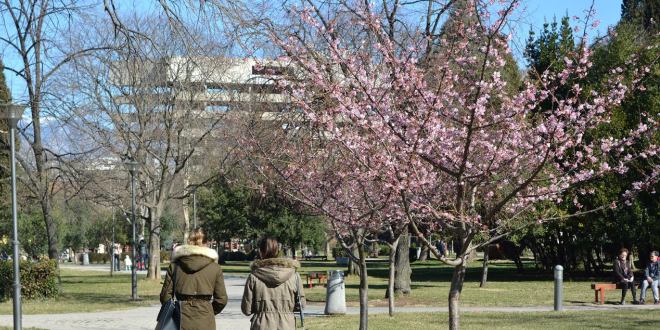 japanska trešnja, Mostar