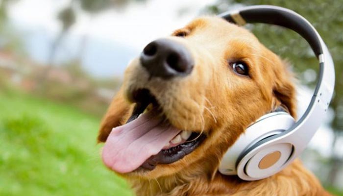 pas i glazba