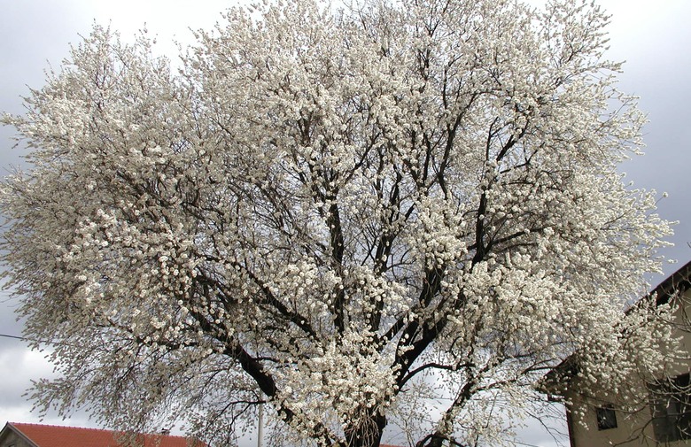 cvijetanje, badem, šljiva