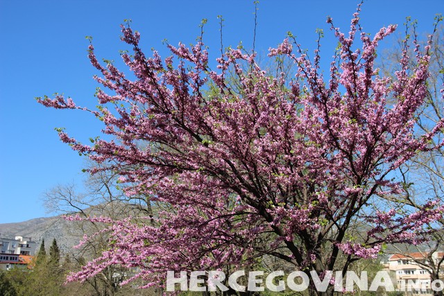 Mostar, park, proljeće, vremenska prognoza